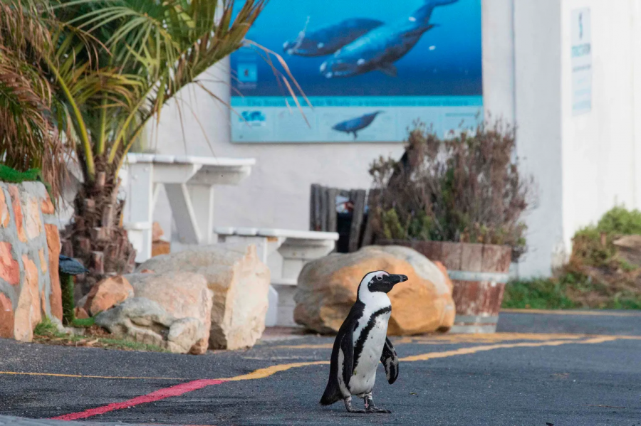 African penguins roaming the streets of Cape Town