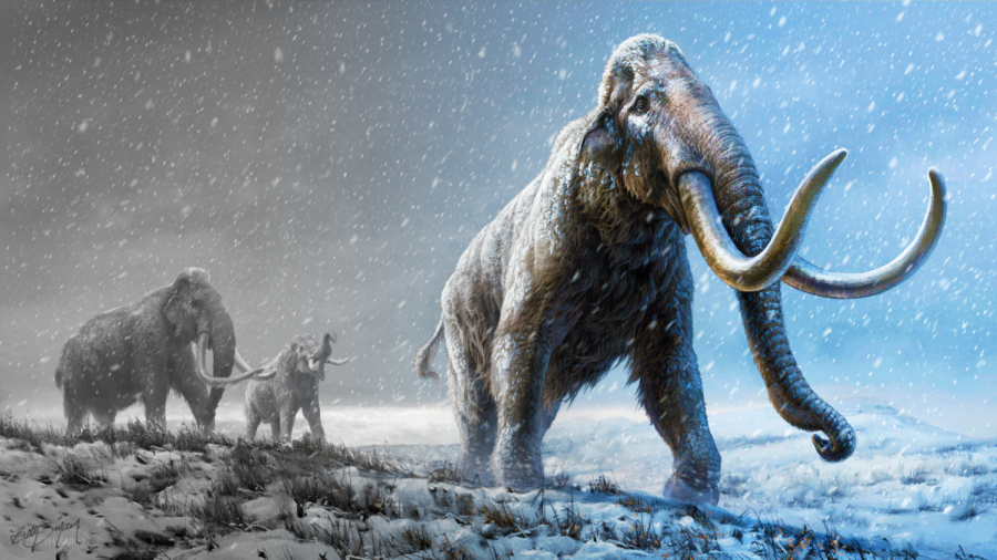 Op-Ed: Bringing back the woolly mammoths is a colossal mistake