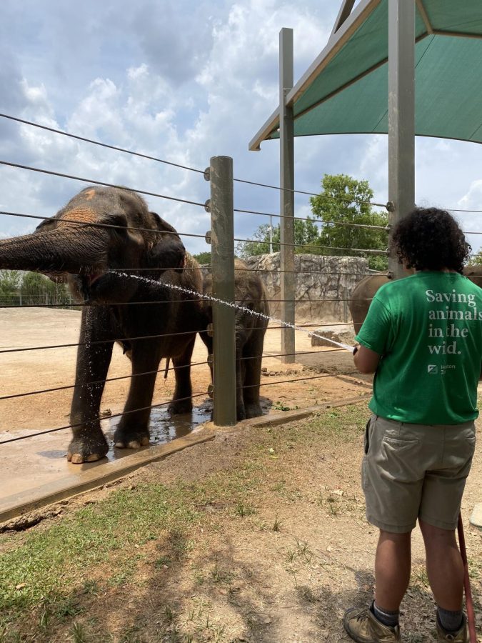 Jake Wolff feeding an Asian elephant, Methai, water from a hose.