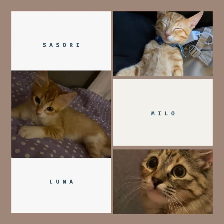 These+are+three+small+fur+balls+that+have+made+my+life+the+best+they+possibly+can.+Sasori%2C+Milo%2C+and+Luna.+