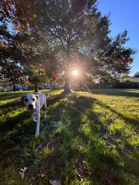 Kelvey Flynn's dog Harley enjoys the sun as he plays in the field.