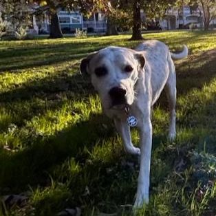 Kelvey Flynn's dog Harley enjoys the sun as he plays in the field.