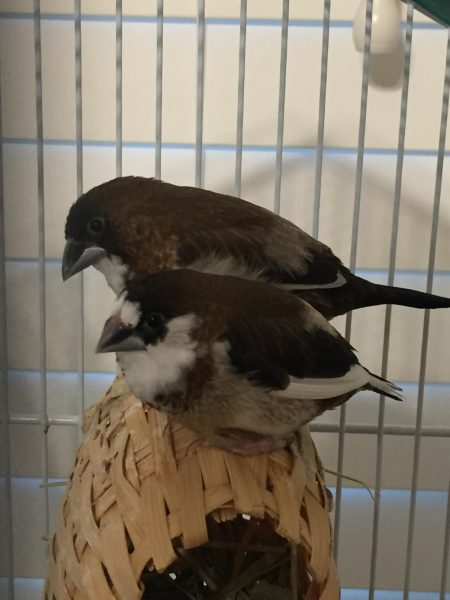 An image of my birds together. Calico is the one in front and Coco is behind her.