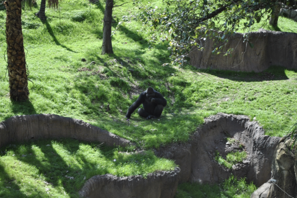 Students observe a calm gorilla in his exhibit from above