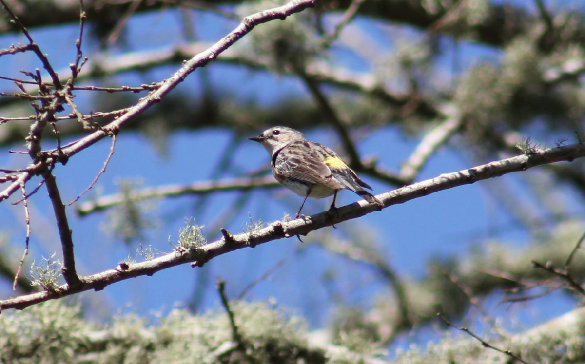 Yellow Rumped Warbler (Smith Oaks)