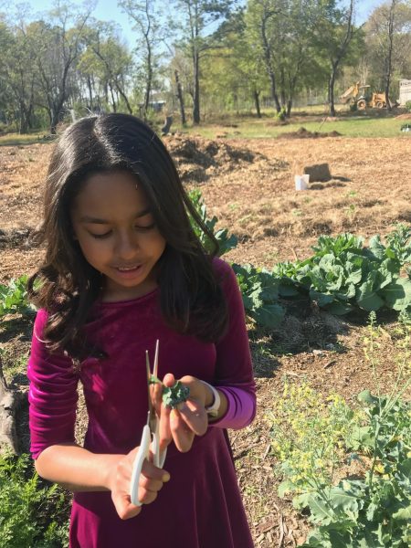 Me picking vegetables in my family garden.